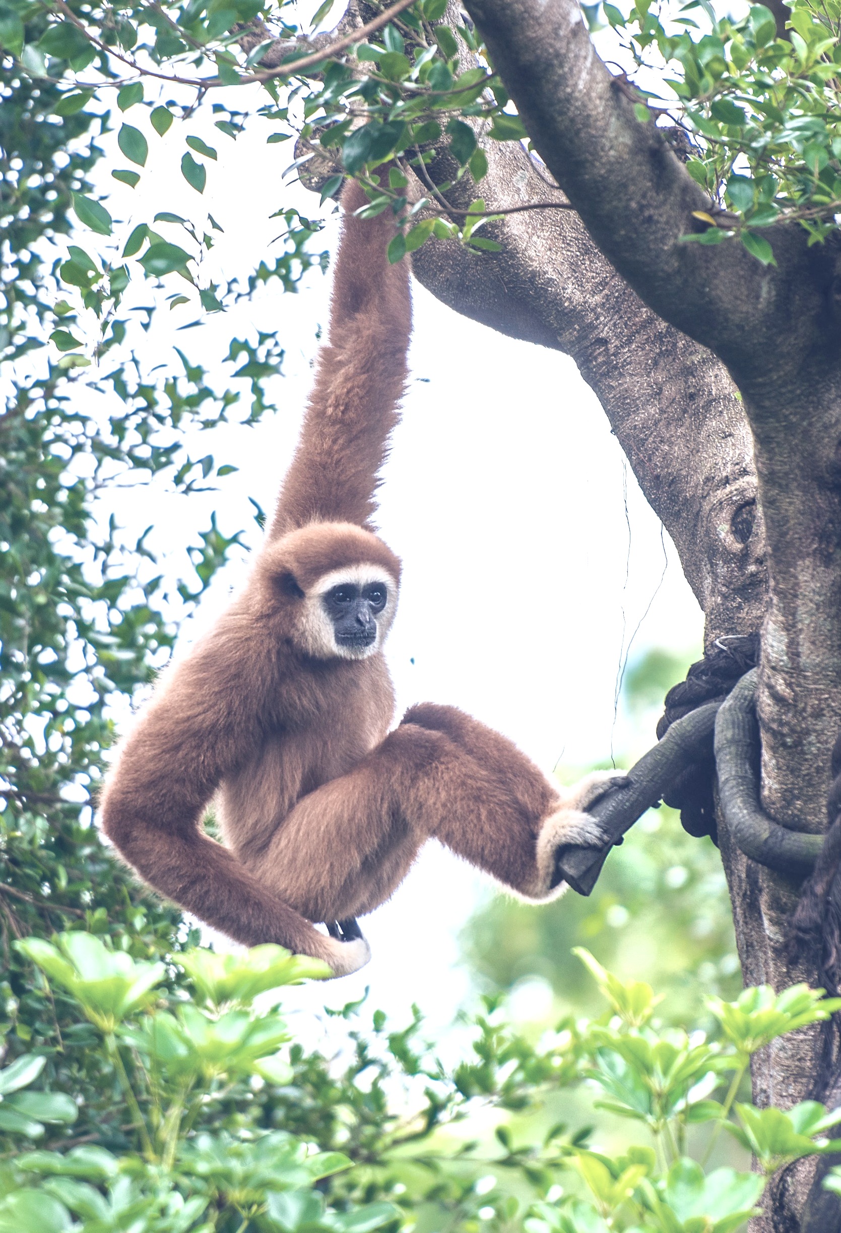 Gibbon